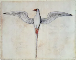 Tropikvogel